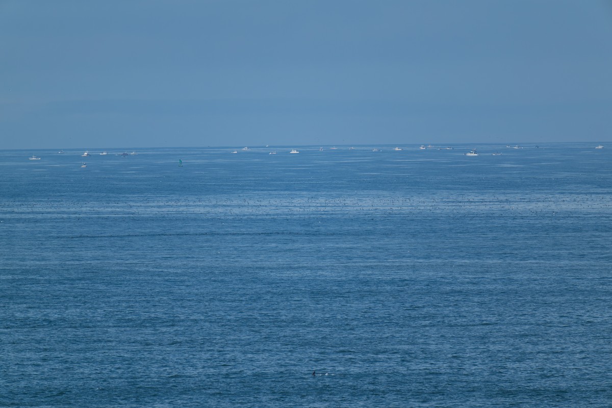 grålire - ML644443904