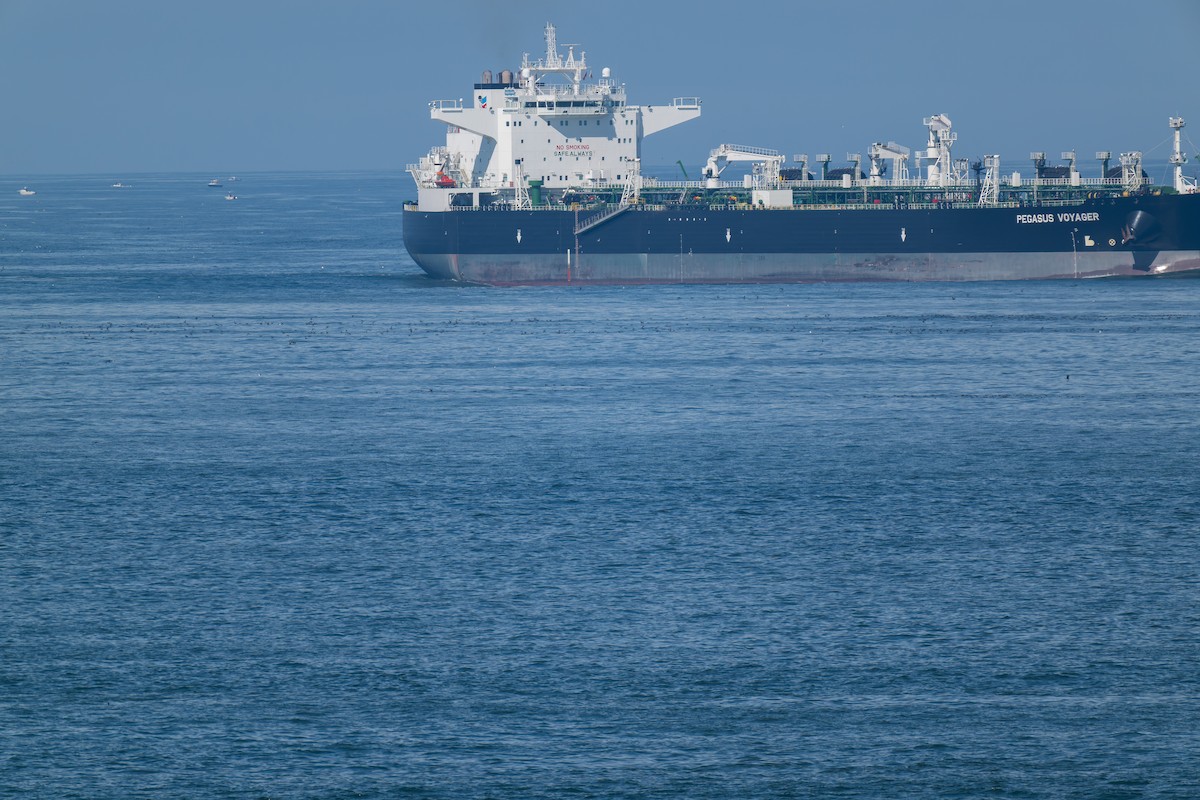 grålire - ML644443905