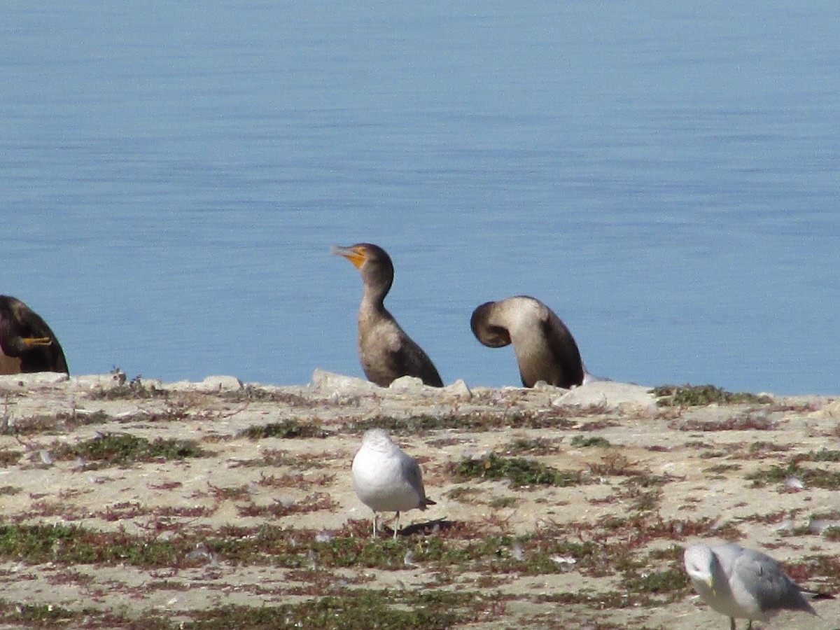 Баклан вухатий - ML644443906