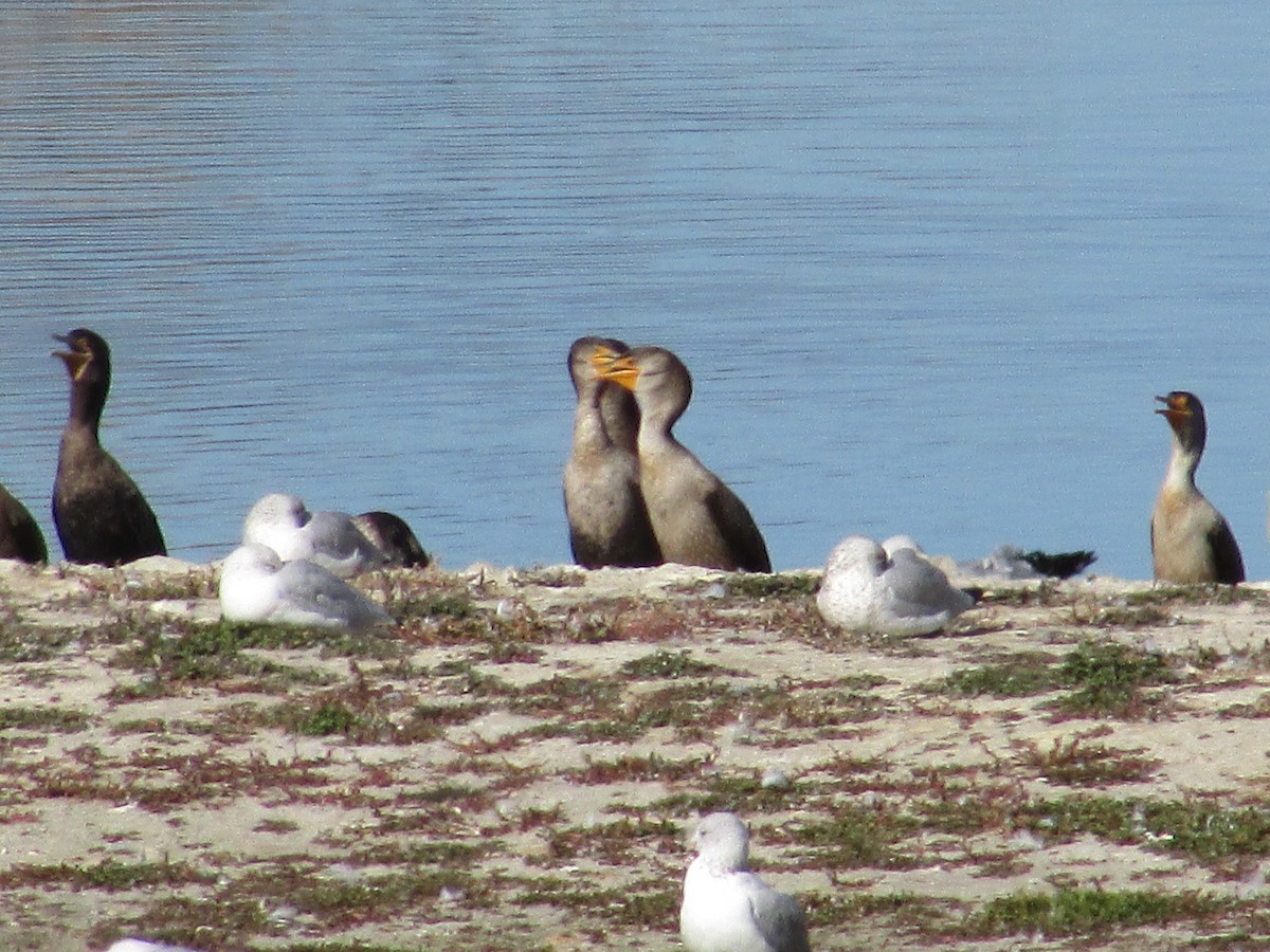 Баклан вухатий - ML644443907