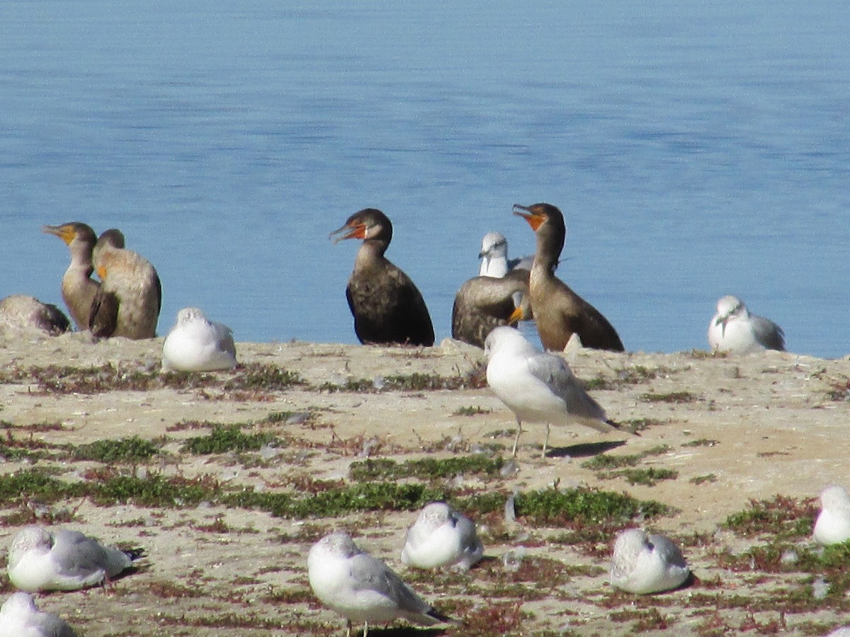 Баклан вухатий - ML644443908