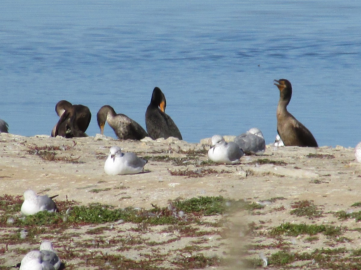 Баклан вухатий - ML644443909