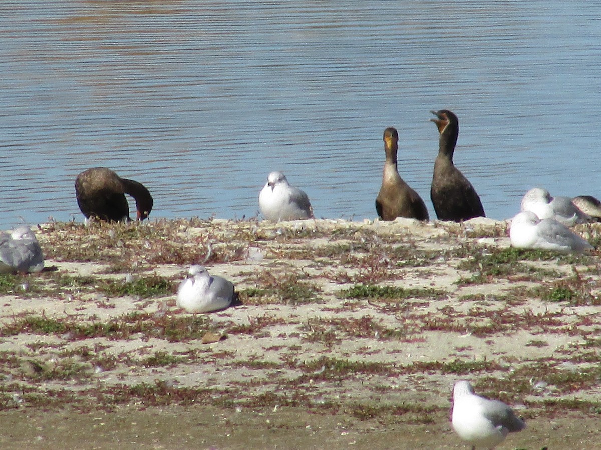 Баклан вухатий - ML644443910