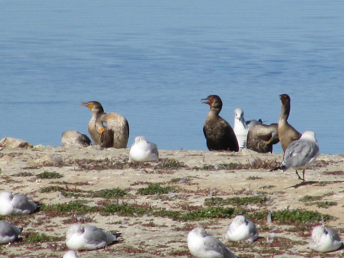 Баклан вухатий - ML644443911