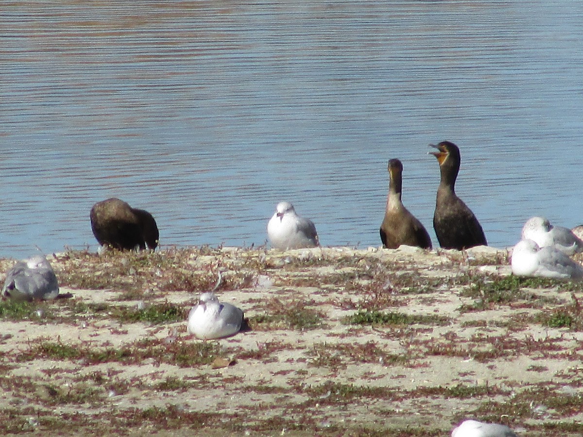 Баклан вухатий - ML644443912