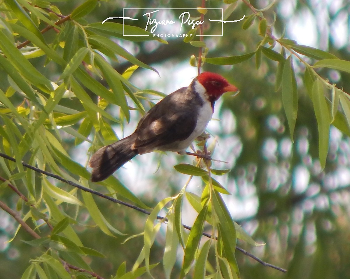 Yellow-billed Cardinal - ML644443935