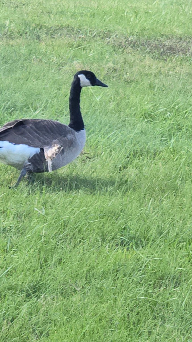 Branta kanadar handia - ML644443943