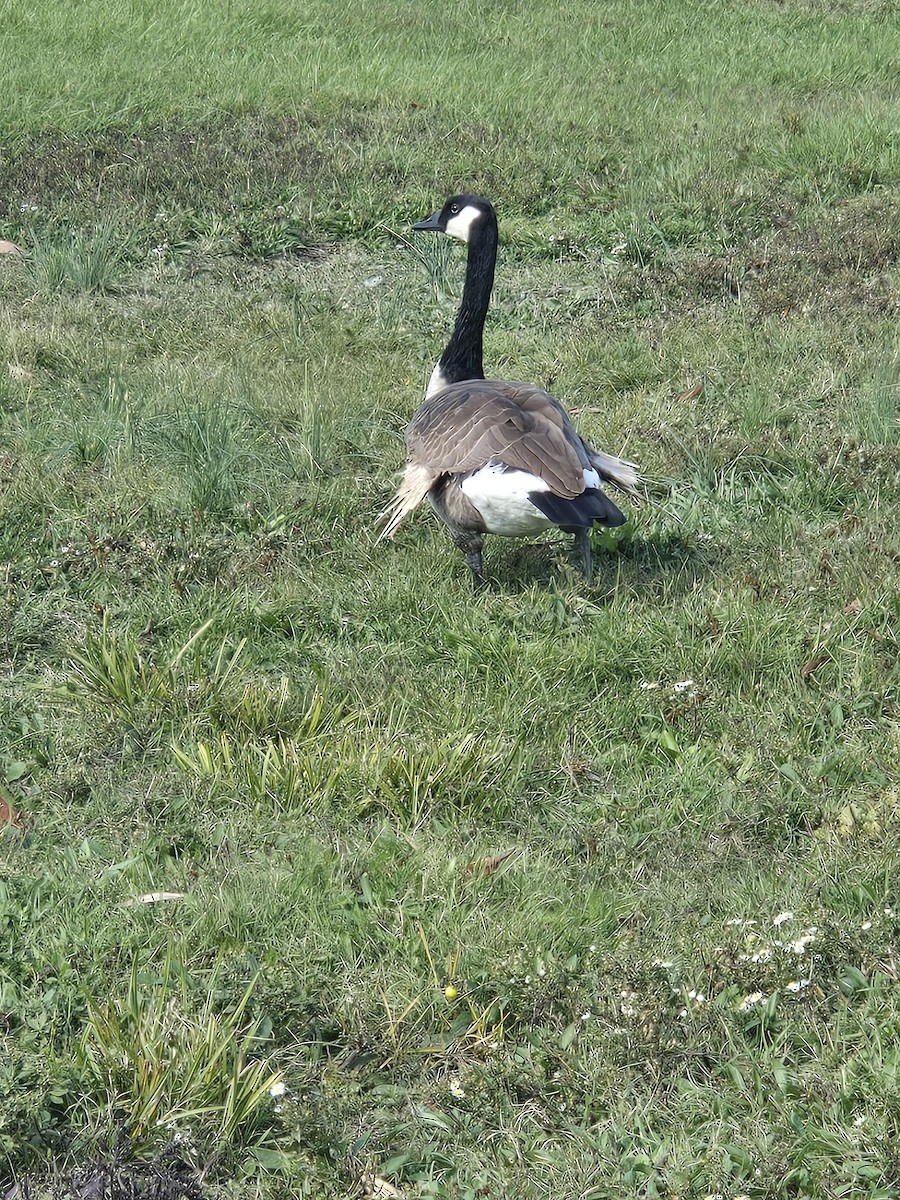 Branta kanadar handia - ML644443944