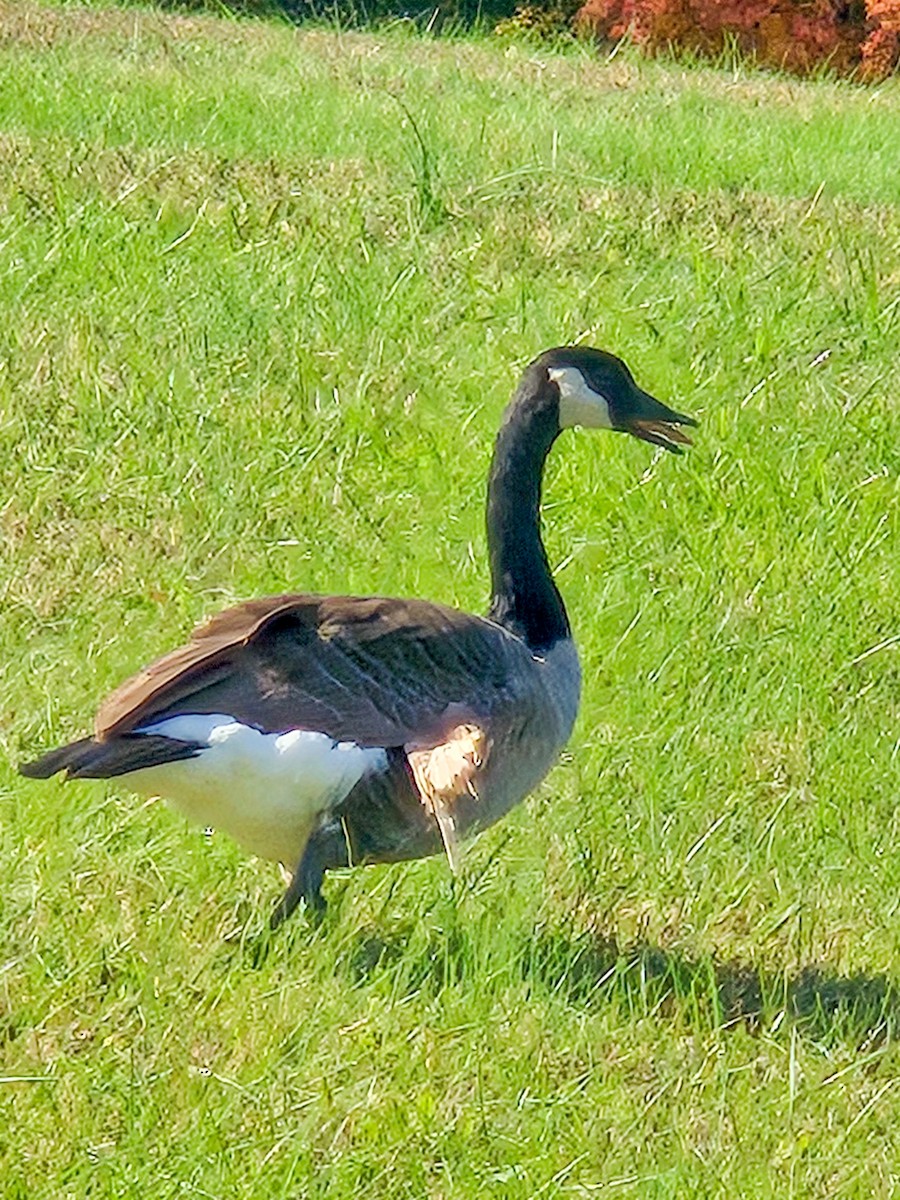 Branta kanadar handia - ML644443945