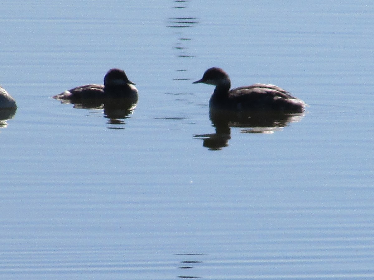 Пірникоза червоношия - ML644443948