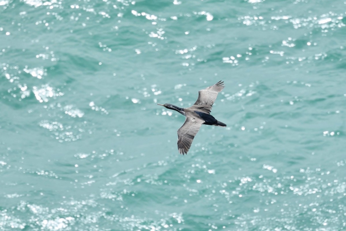 Spotted Shag - ML644443949