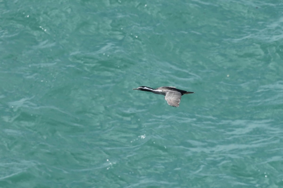 Spotted Shag - ML644443950