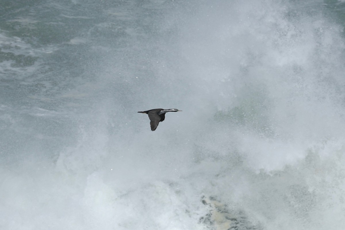 Spotted Shag - ML644443951