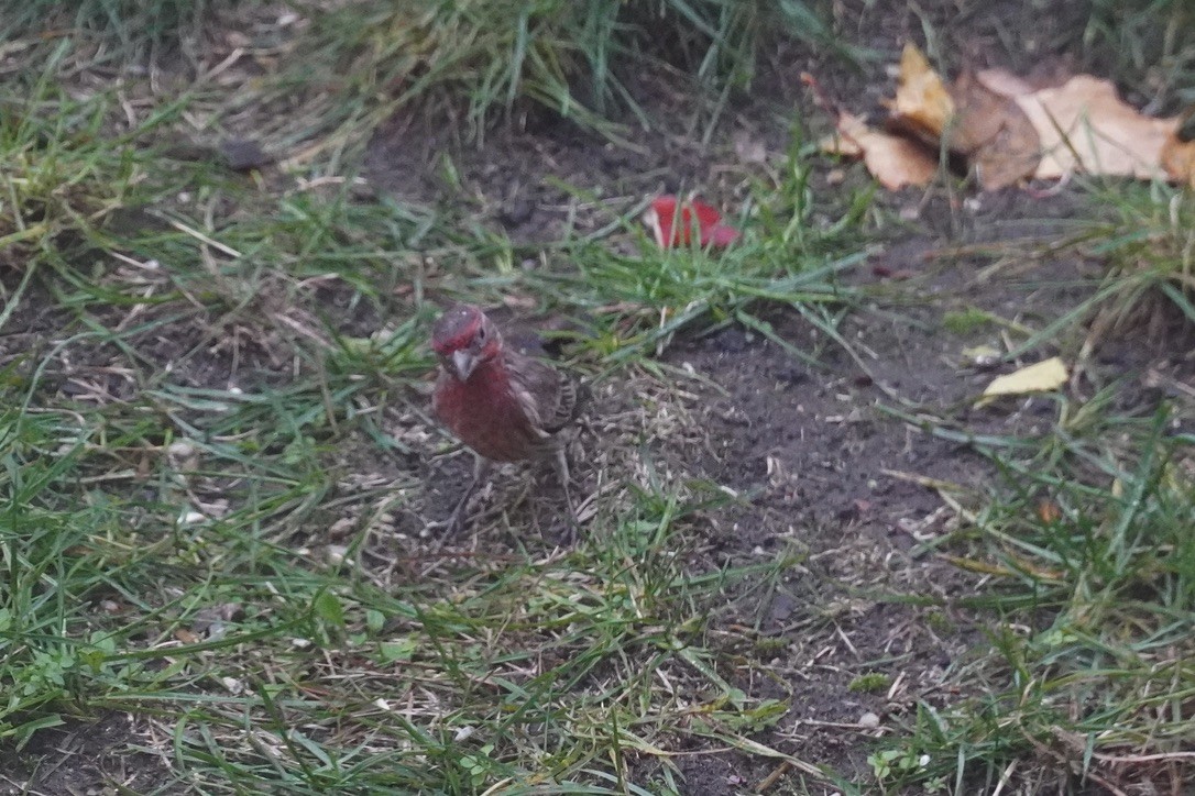 House Finch - ML644443956