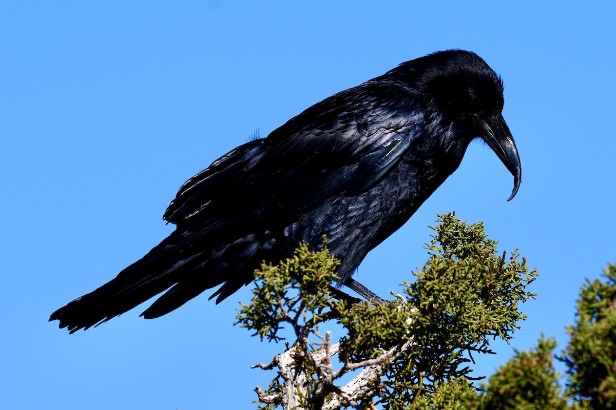 Common Raven - ML644443959