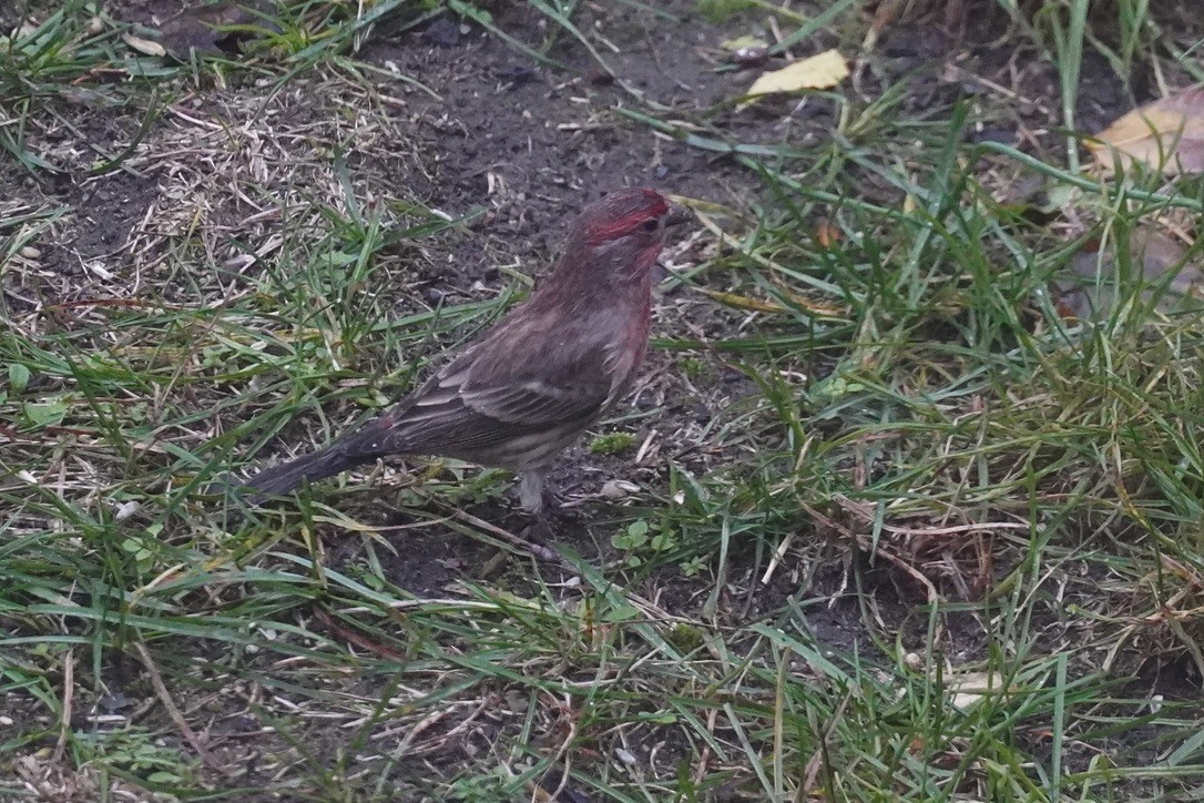 House Finch - ML644443960