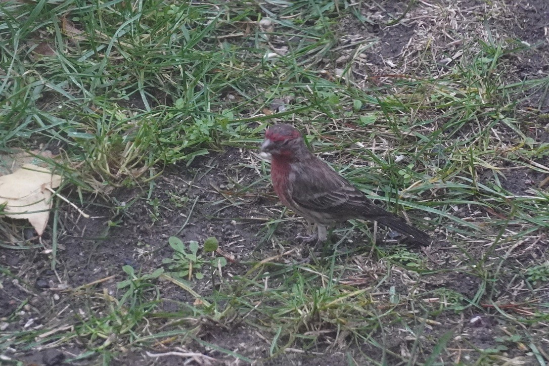 House Finch - ML644443963