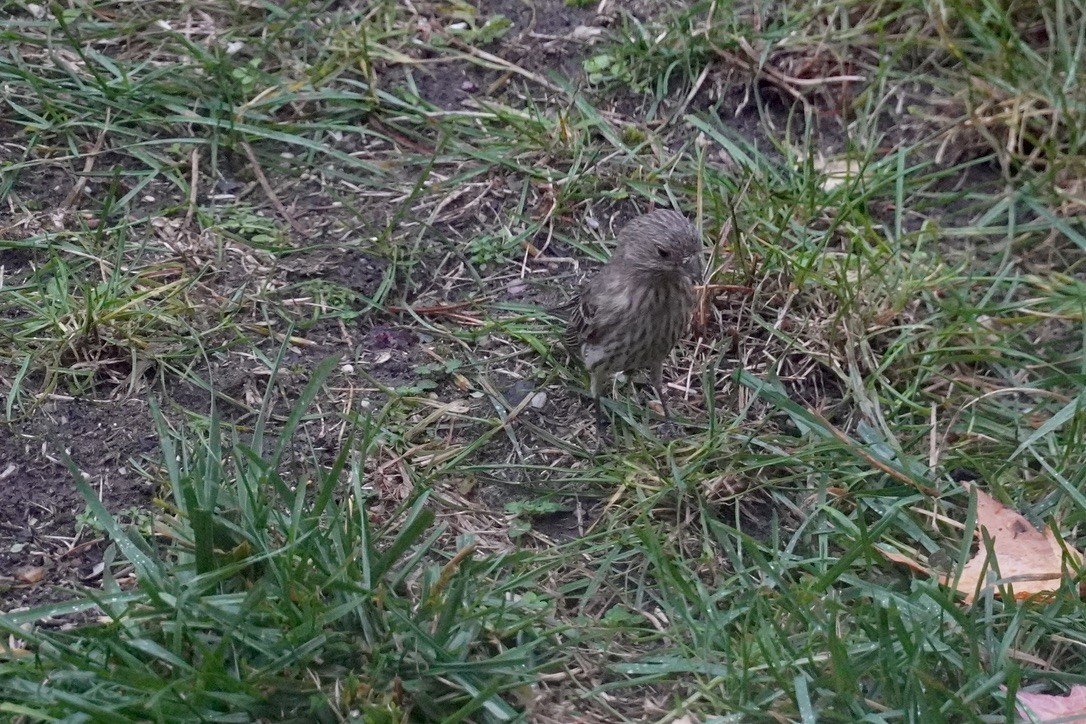 House Finch - ML644443988