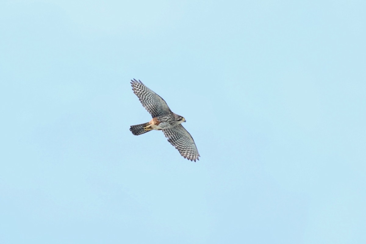 maorifalk - ML644443994