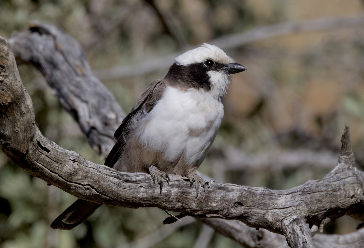 Eurocéphale à couronne blanche - ML644444004