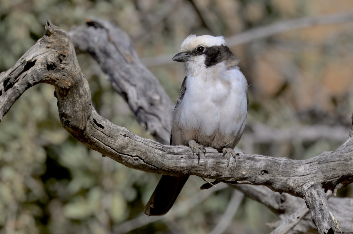 Eurocéphale à couronne blanche - ML644444005
