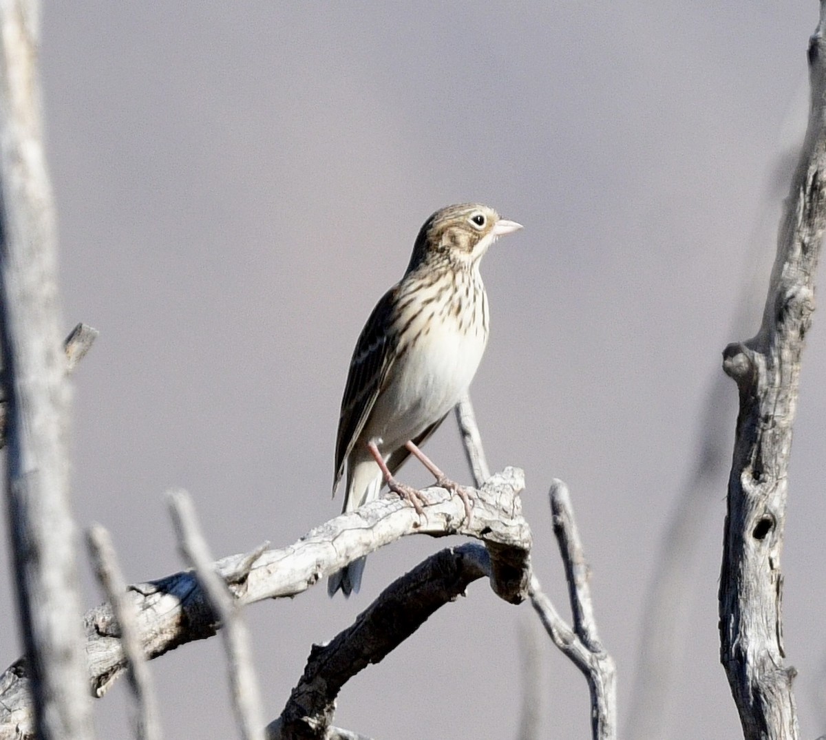 Vesper Sparrow - ML644444012