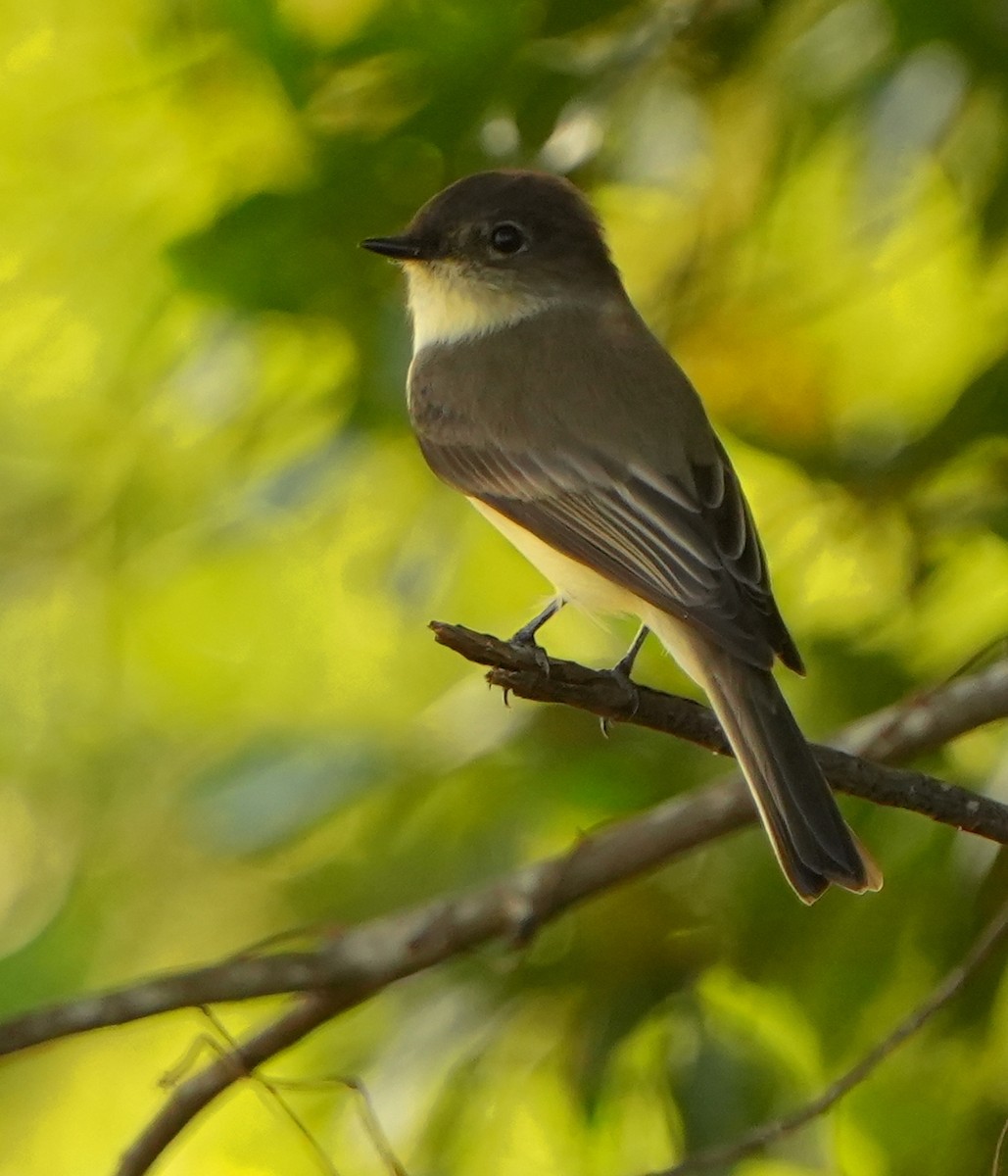 Weißbauch-Phoebetyrann - ML644444013