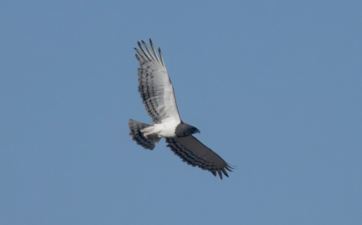 Black-chested Snake-Eagle - ML644444015