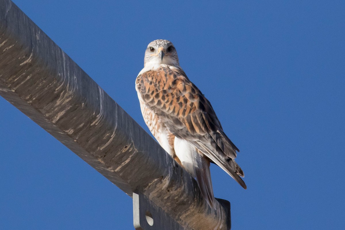 káně královská - ML644444016