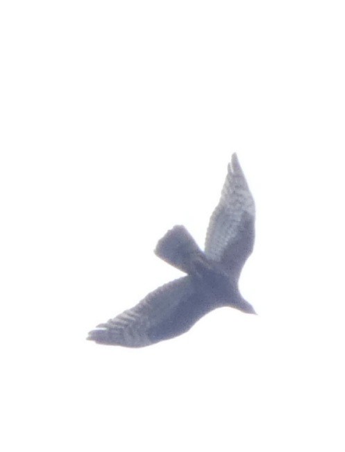 Согсоот гоорбис - ML644444029