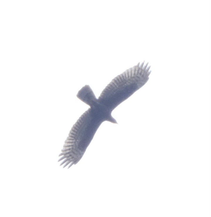 Согсоот гоорбис - ML644444030