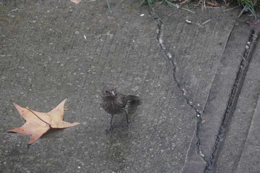 House Finch - ML644444031