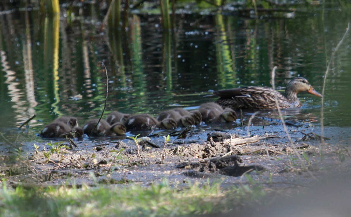Mexican Duck - ML644444035