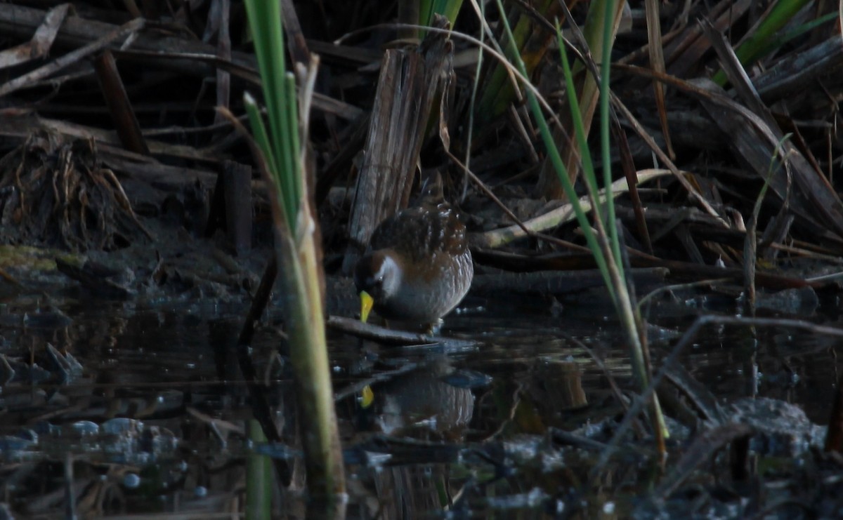 カオグロクイナ - ML644444036