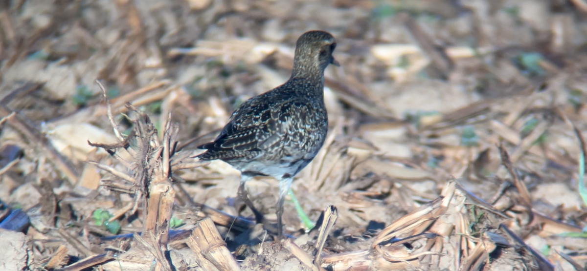 Сивка звичайна - ML644444037