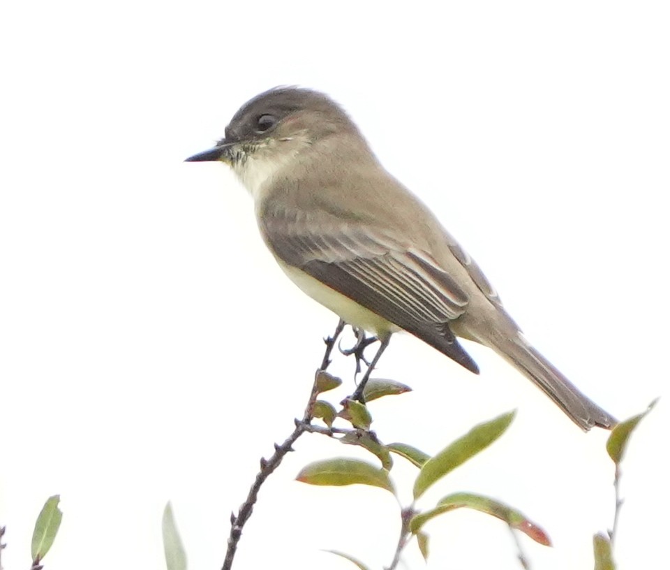 Weißbauch-Phoebetyrann - ML644444038