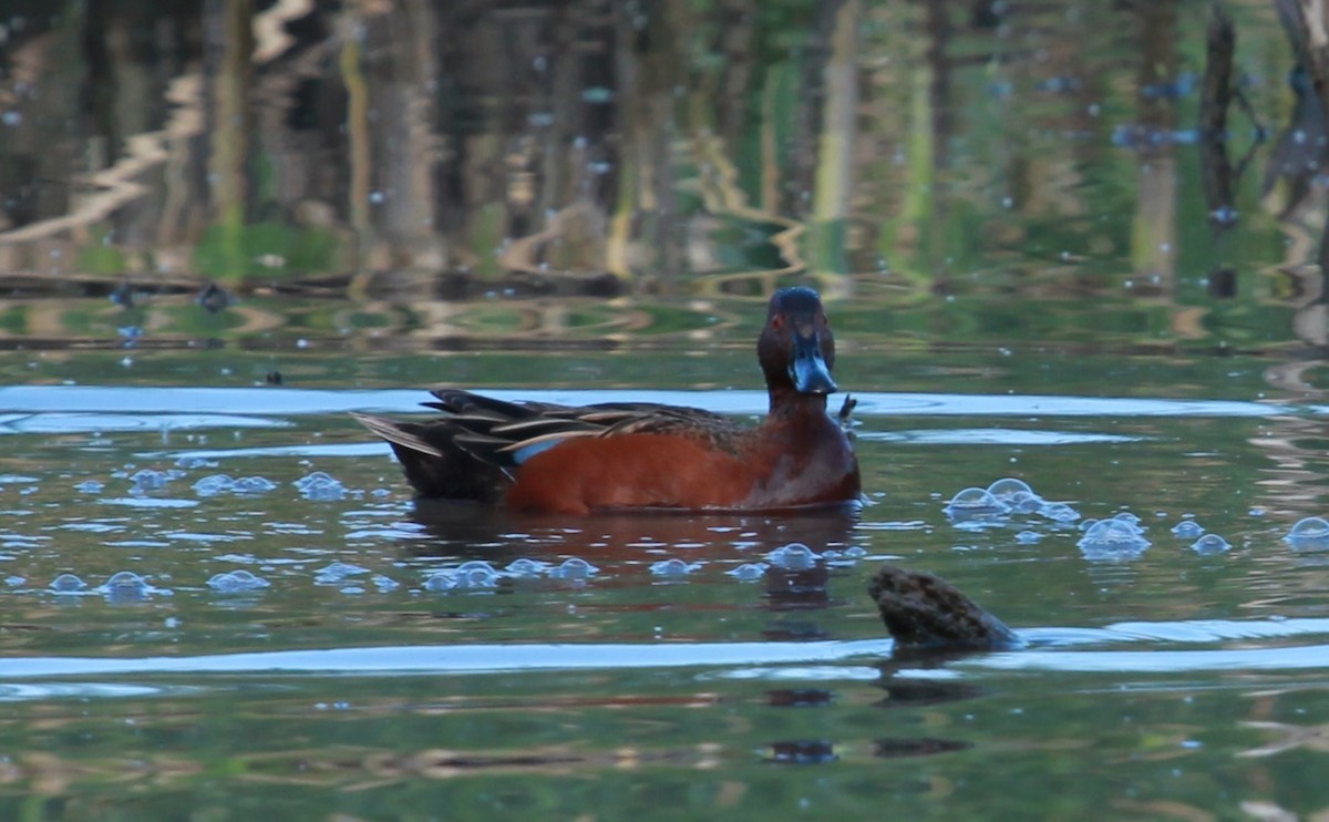 アカシマアジ - ML644444039