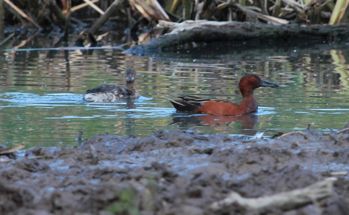 アカシマアジ - ML644444040