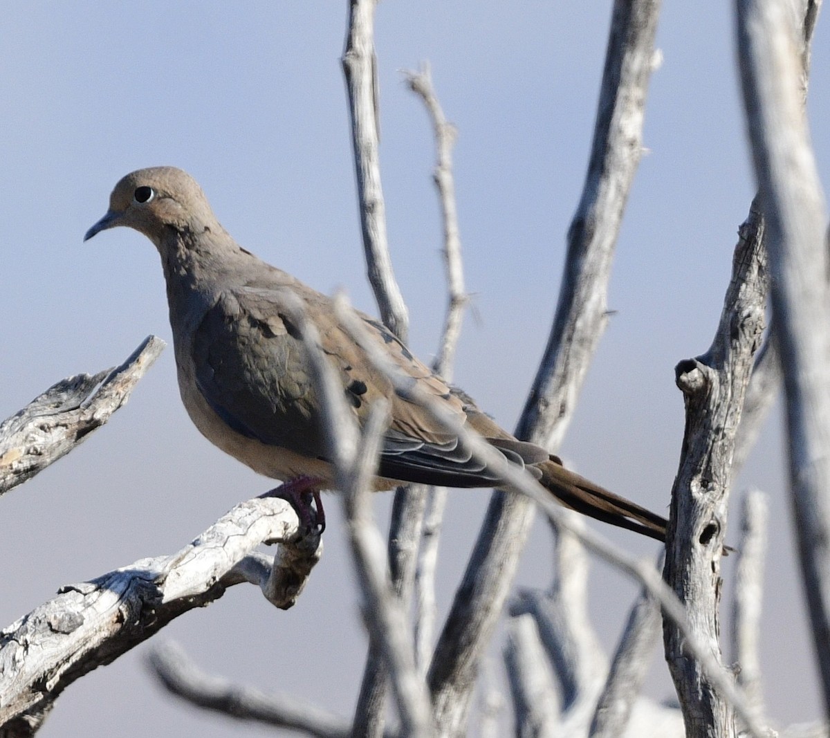 Mourning Dove - ML644444042
