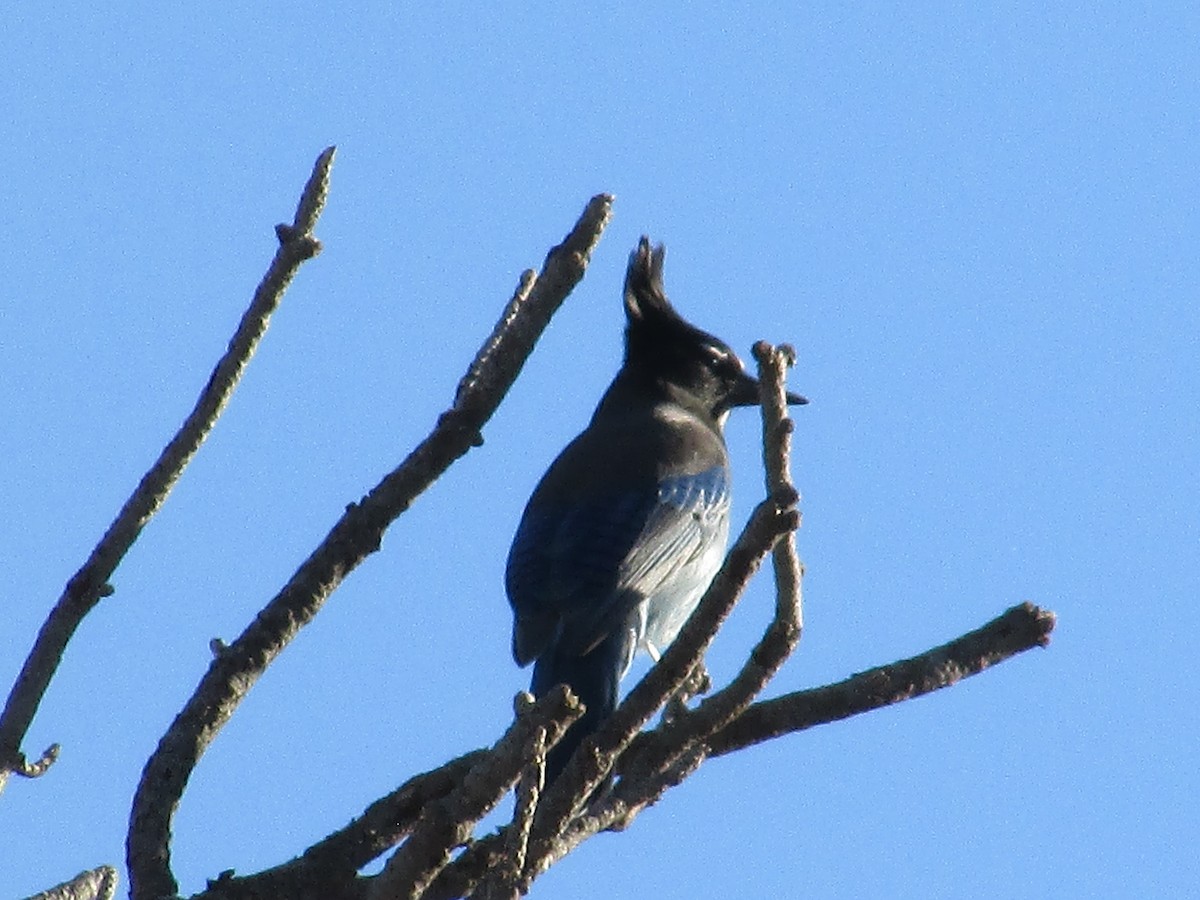 Steller's Jay - ML644444051