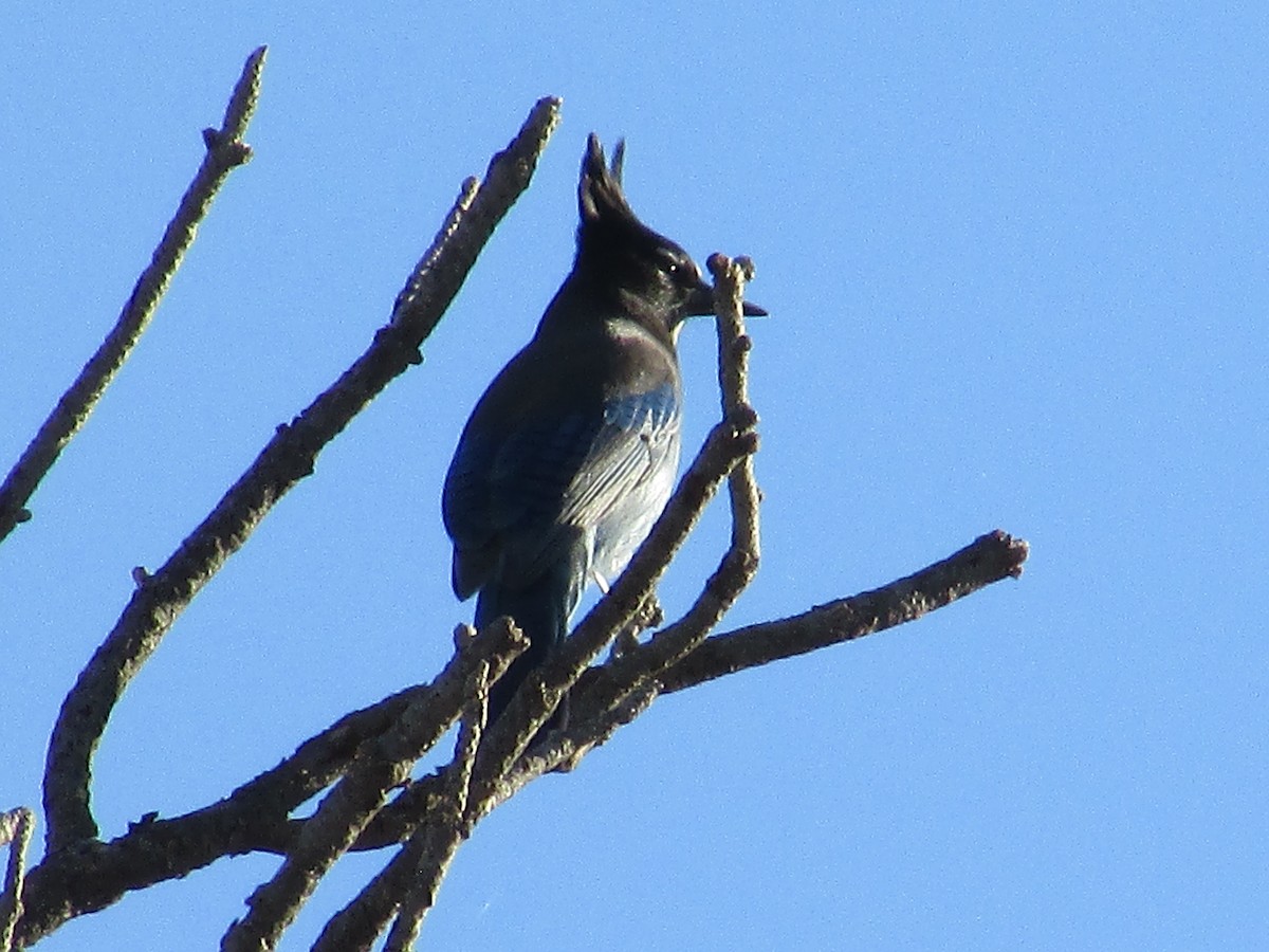 Steller's Jay - ML644444052