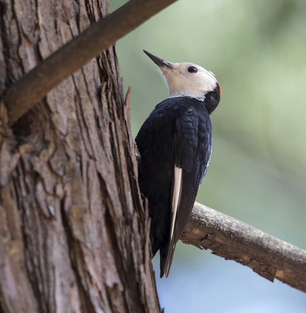 White-headed Woodpecker - ML644444054