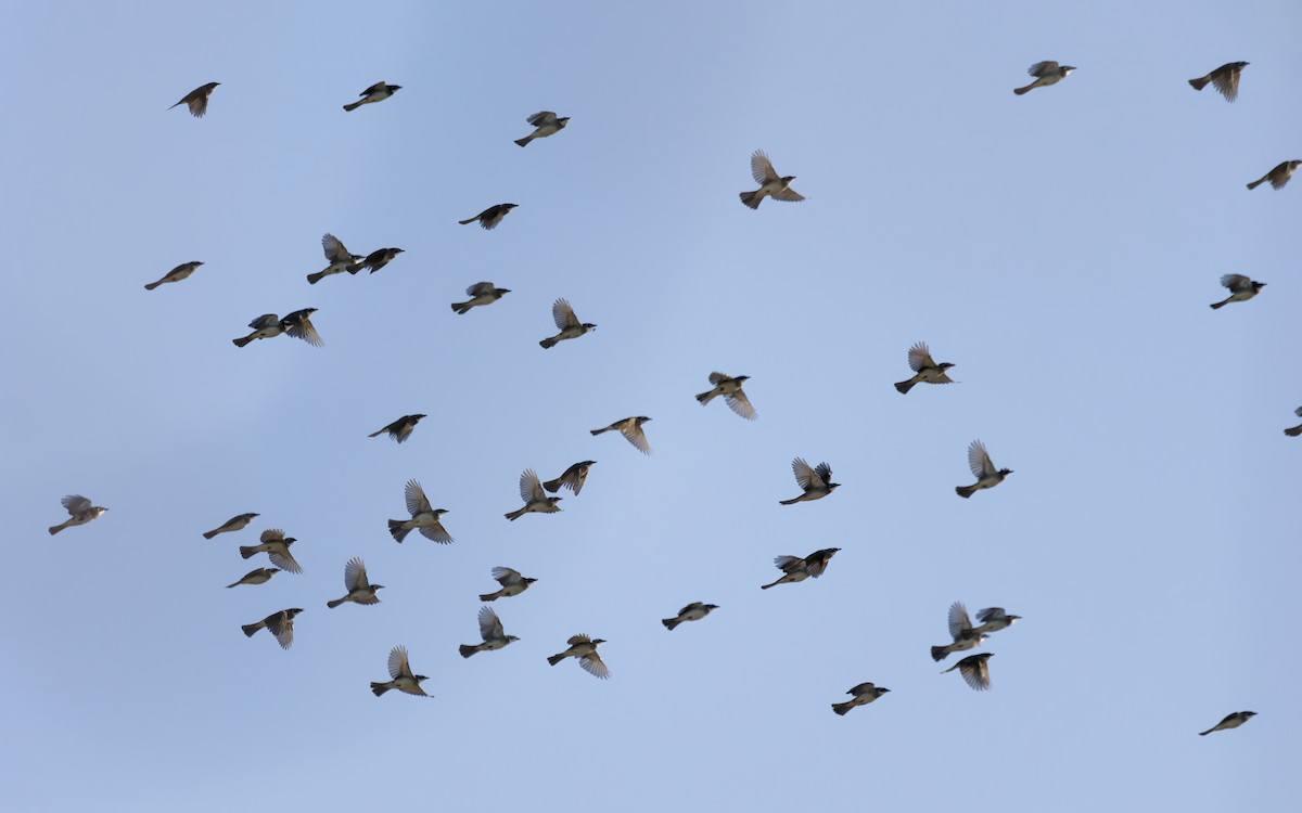 Нангиад бөлбөл - ML644444072