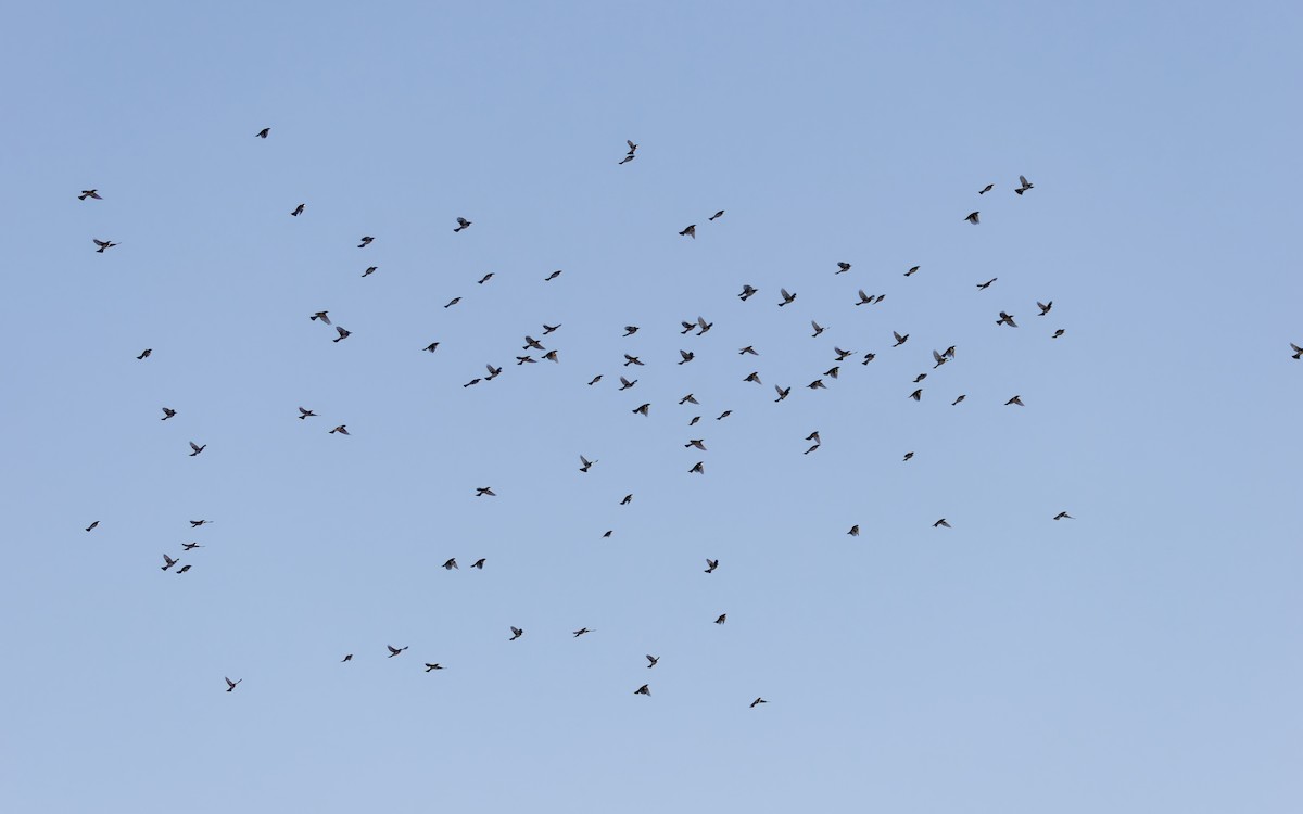 Нангиад бөлбөл - ML644444073