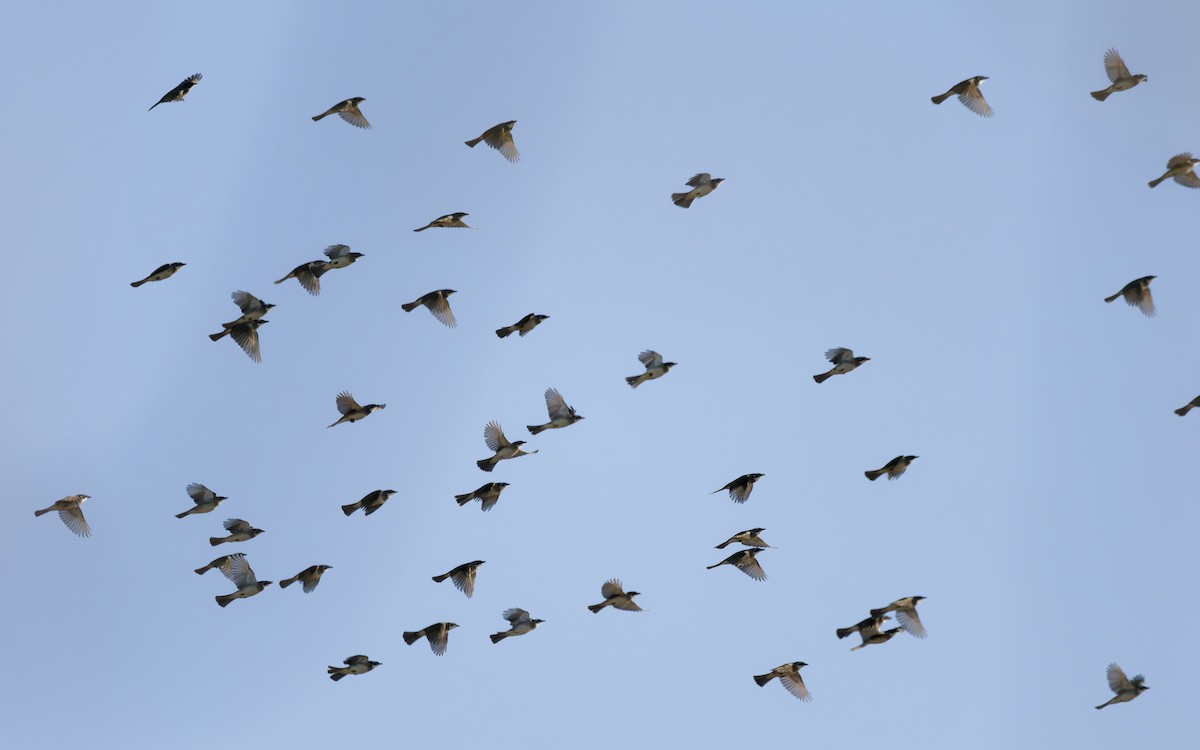 Нангиад бөлбөл - ML644444074