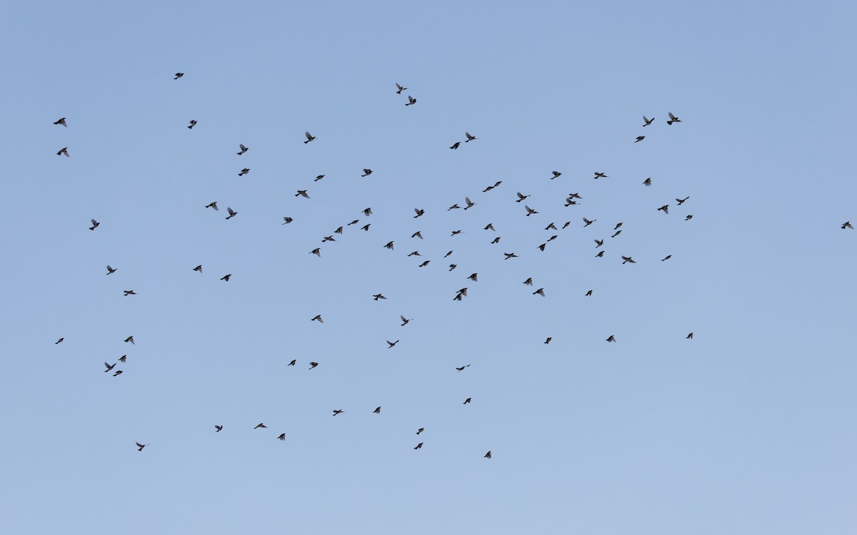 Нангиад бөлбөл - ML644444075