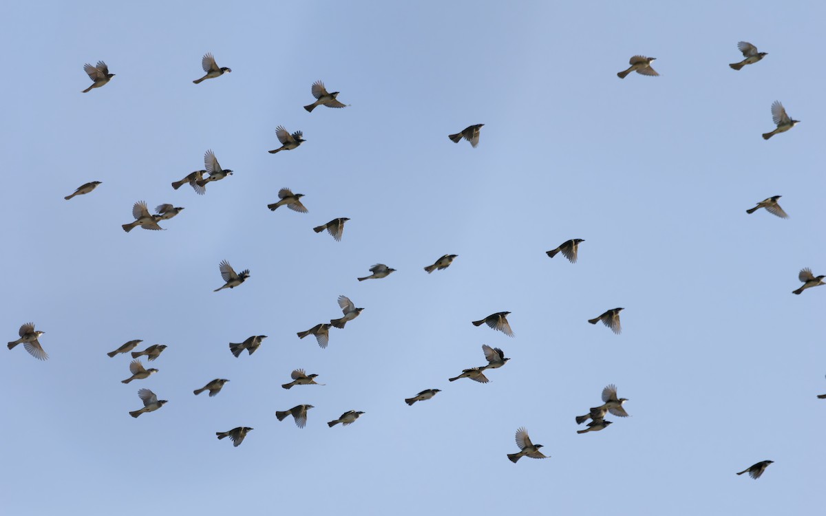 Нангиад бөлбөл - ML644444076