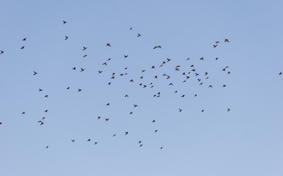 Нангиад бөлбөл - ML644444077