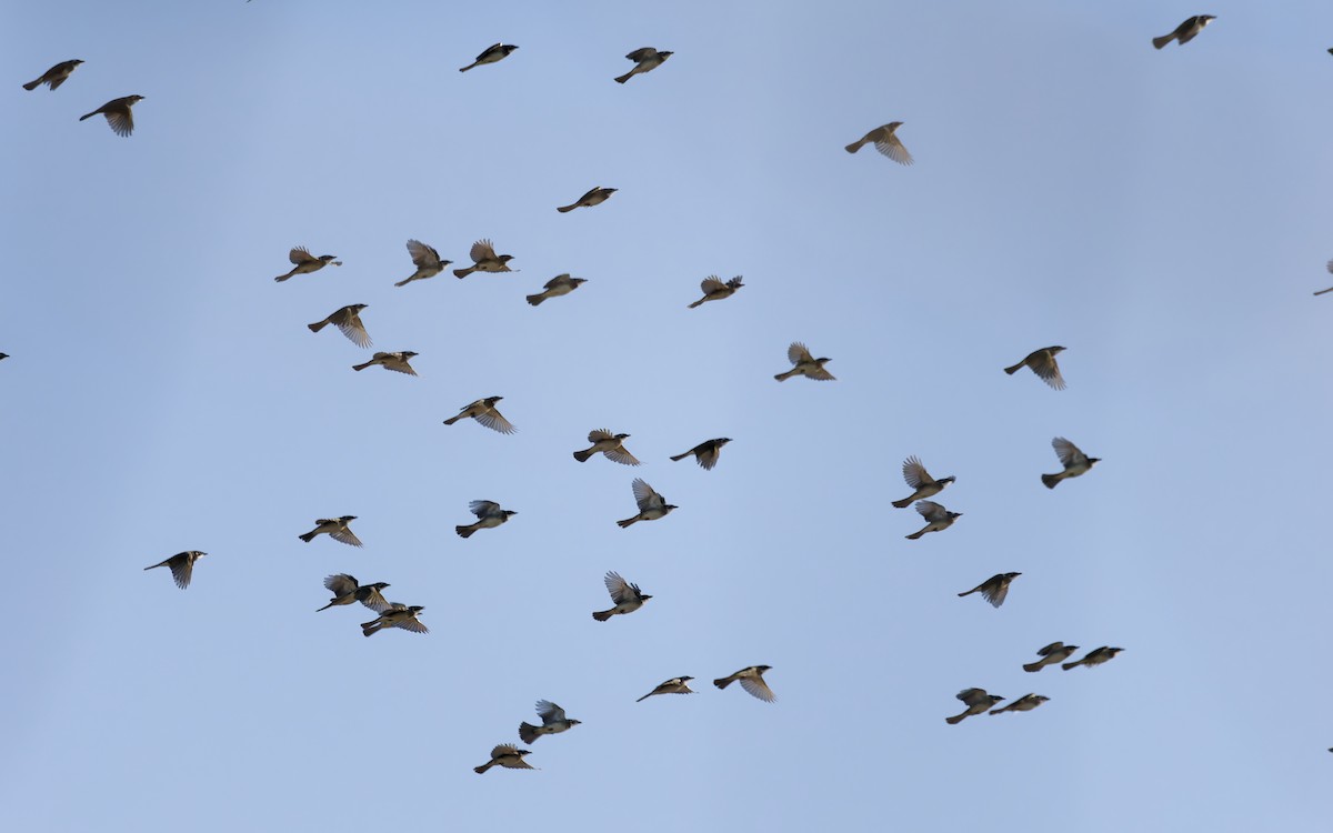 Нангиад бөлбөл - ML644444078