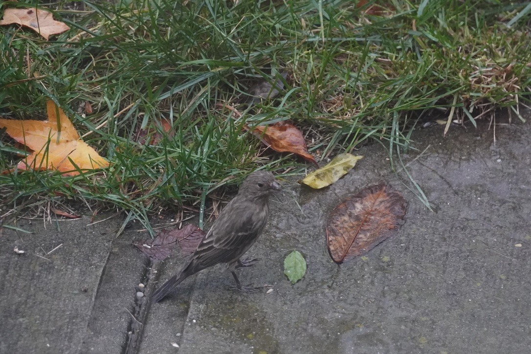 House Finch - ML644444080